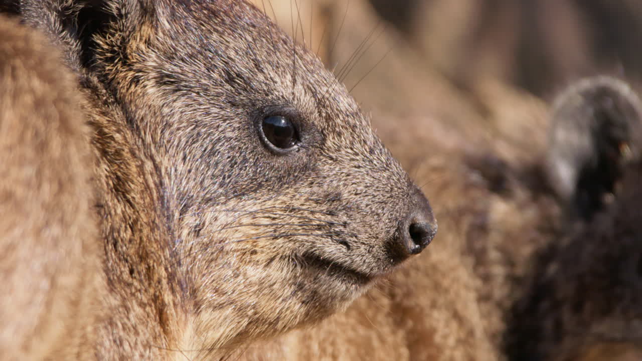 Procavia delle rocce che annusa al mattino