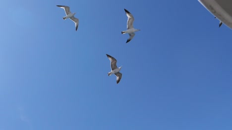 Three Gulls Soaring in a Clear Blue Sky