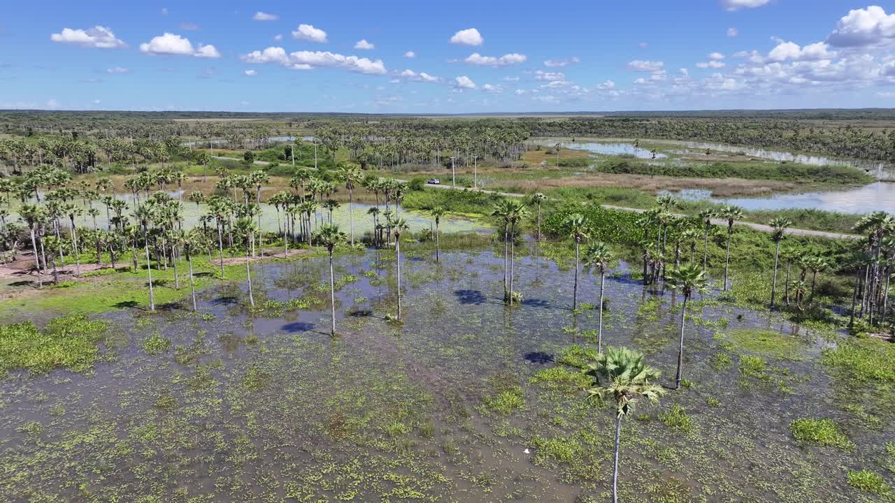 Mangrove Skyline At Araioses In Maranhao Brazil. Parnaiba Delta Landscape. Mangrove Skyline. Mangrove Skyline At Araioses In Maranhao Brazil. Safari Delta Of The Americas. Delta Swamp