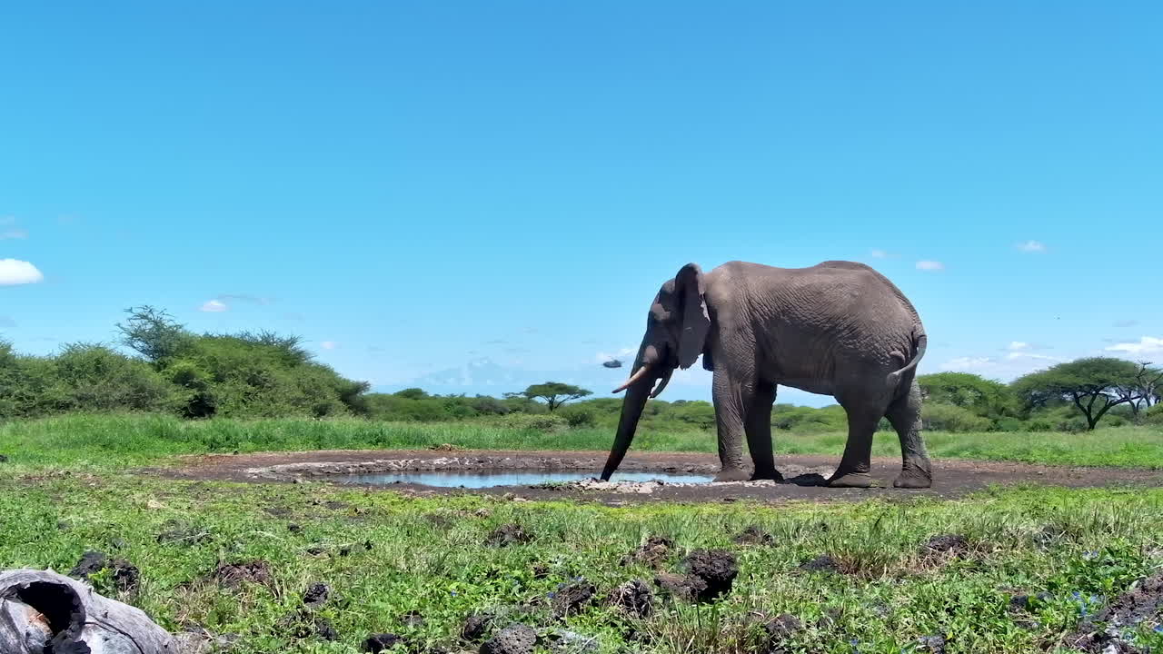 A majestic African elephant drinks from a small puddle in the Amboseli savanna