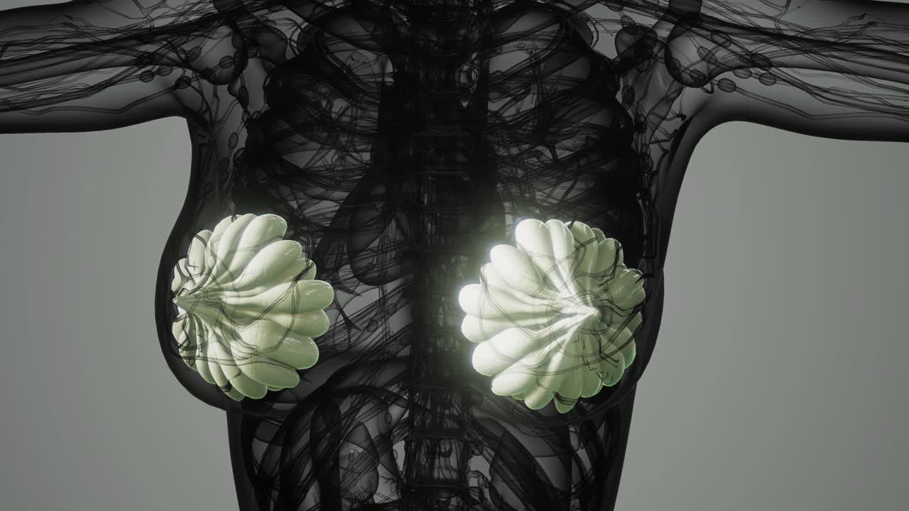 Visualizzazione delle ghiandole mammarie e della loro struttura per una migliore comprensione