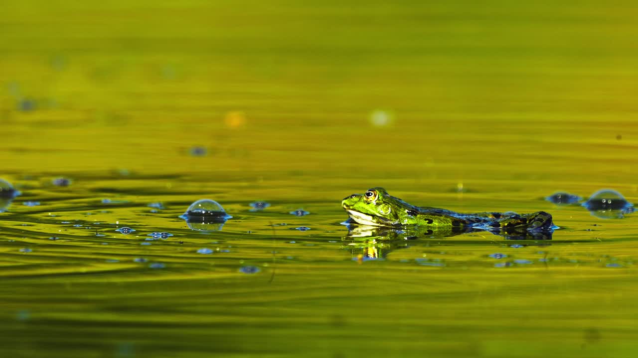 녹색 연못에서 웅크 리고 수영하는 성대 주머니를 팽창시키는 습지 개구리