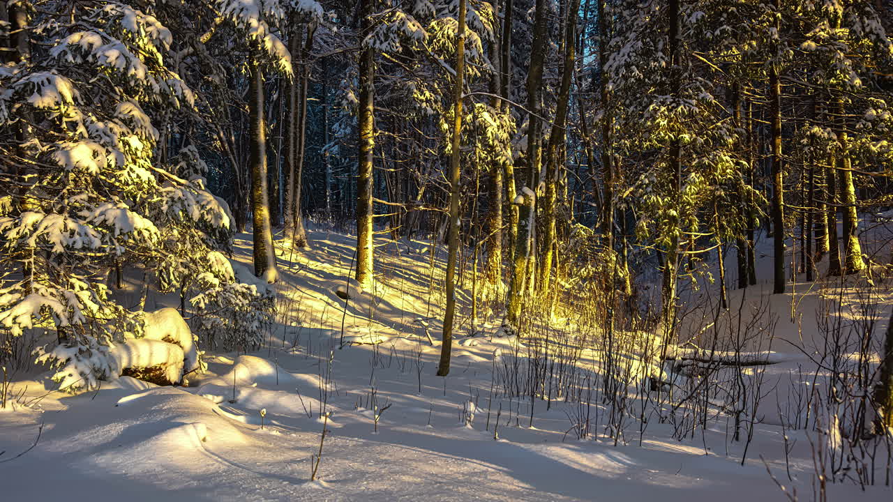 타임 스: 크리스마스 트리와 함께 겨울의 원더랜드 숲을 지나가는 시간