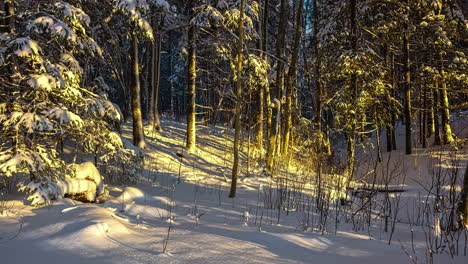 el tiempo pasa, el invierno pasa, el bosque del país de las maravillas con el árbol de navidad del abeto.