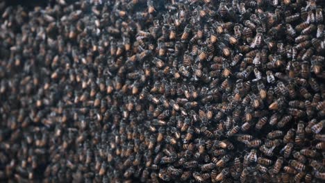 una colonia de abejas melíferas prospera dentro de una colmena comercial