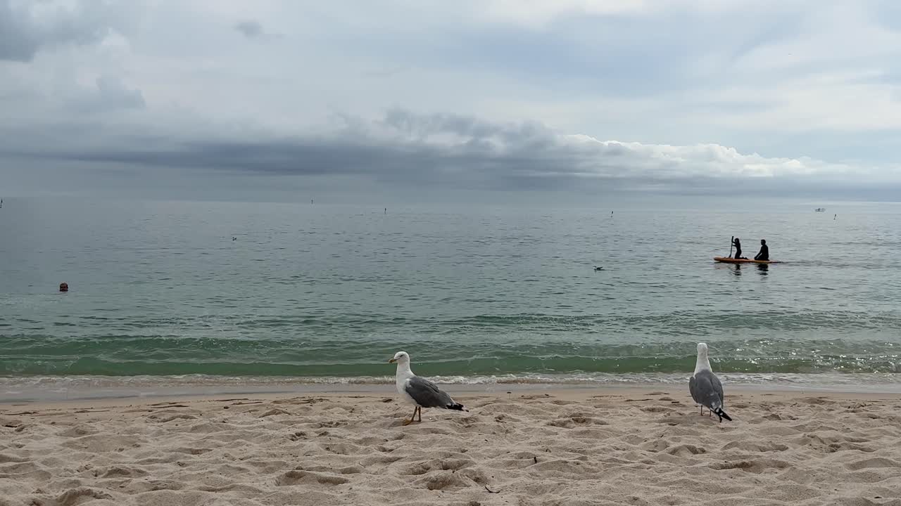 Seagulls on a Beach with Paddleboarders in the Distance