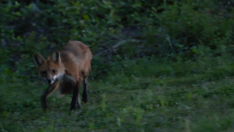 cautious fox at dusk poses for camera before running away