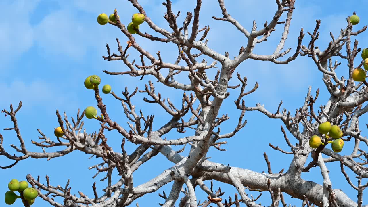 Close up of a fig tree with green fruits growing on its bare branches under a bright blue sky