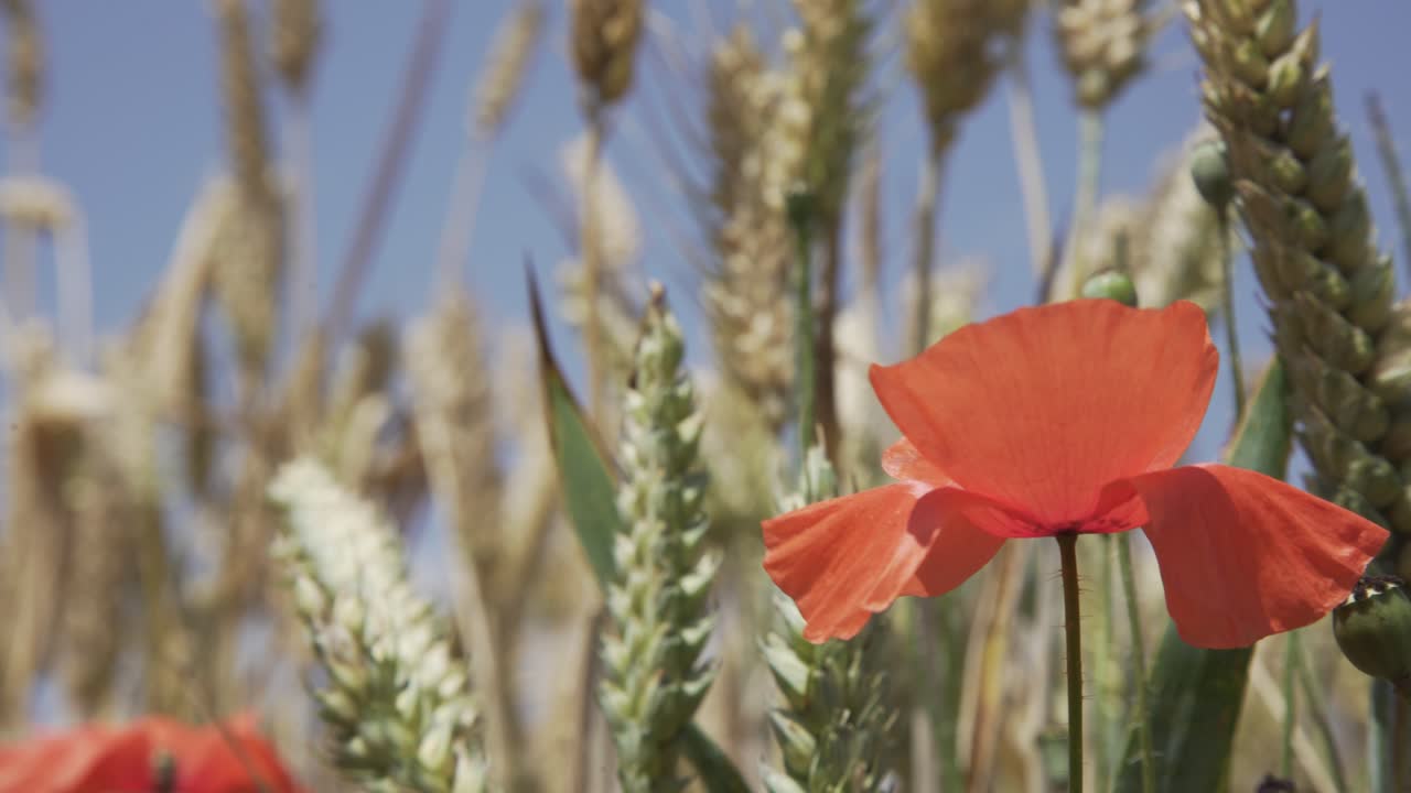 Im Wind wiegendes Weizenfeld in der Natur