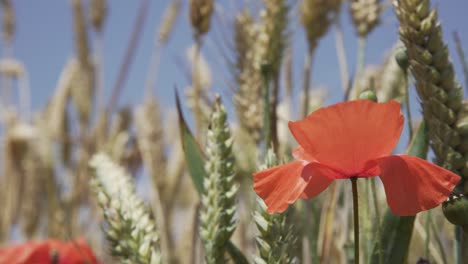 Wheat-crop-swaying-through-wind-outdoor-in-nature