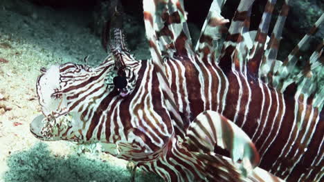 yawning red lionfish during night