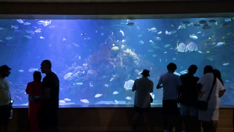 at the oceanografic within valencia's city of arts and sciences, people enjoy the marine fish galleries. this attraction is europe’s largest oceanographic park, featuring more than 500 species.