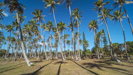 las sombras estiradas de las altas palmeras de coco muestran el paso del tiempo como un reloj de sol natural en el día templado en el paraíso tropical - paisaje nublado de lapso de tiempo