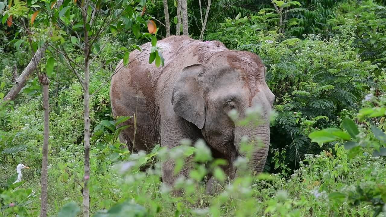 アジアゾウは絶滅危惧種であり、タイの居住者でもあります