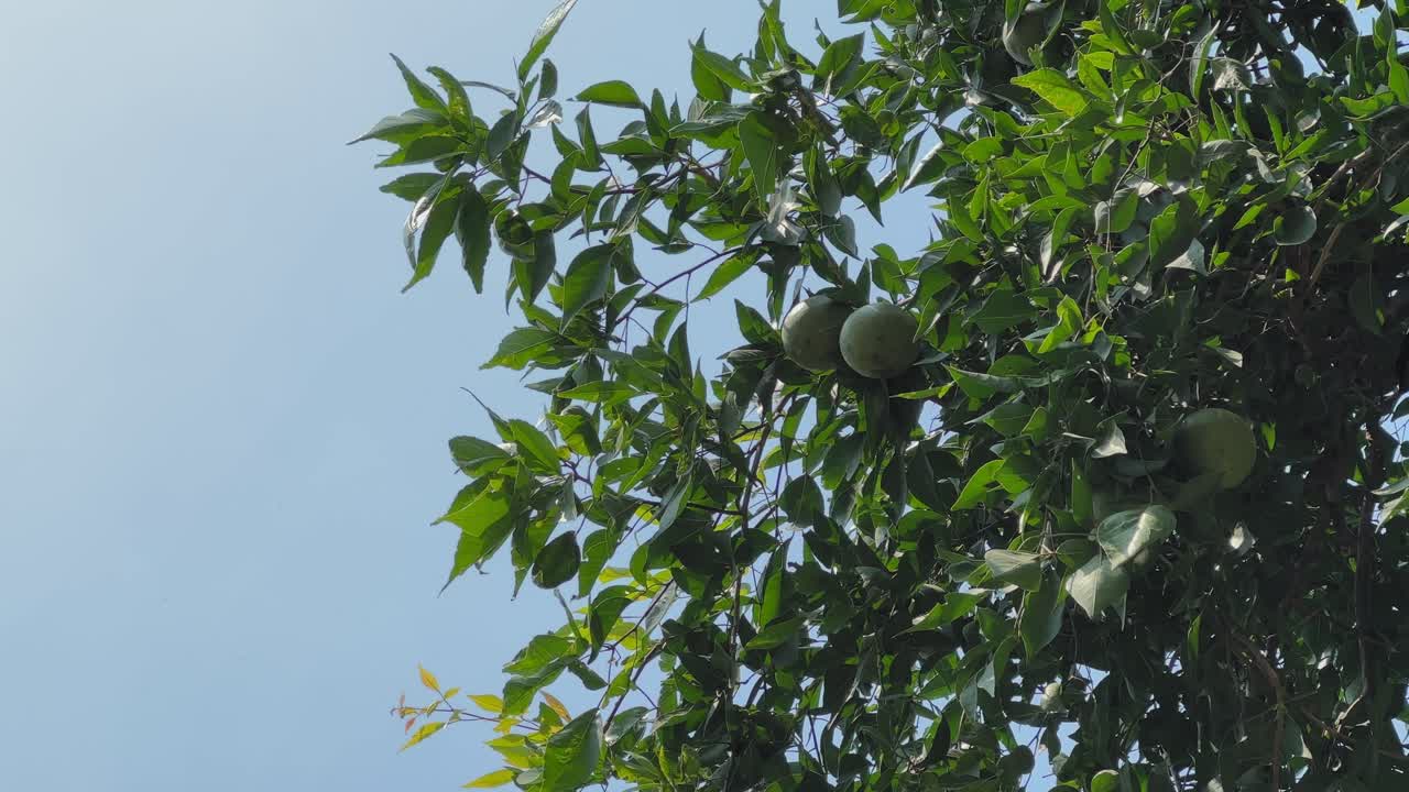 A calm shot of green bel fruits hanging among dense leafy branches, gently lit by daylight against a clear blue sky, showcasing the tree’s natural texture