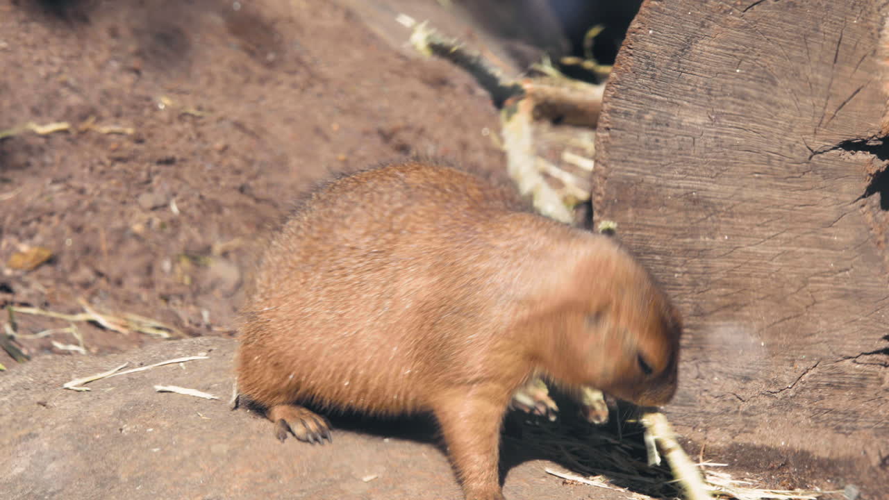 검은꼬리 프레리도그, 나뭇가지에서 껍질을 먹고, 화창한 여름날 - cynomys ludovicianus - 정적 샷