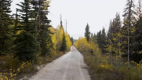 Empty,-desolate-and-deserted-dirt-road-in-scenic-rural-remote-forest-flat-straight-street-with-bright-white-sun-shining-in-sky-through-green-branches-at-sunset,-Utah,-overhead-aerial-approach