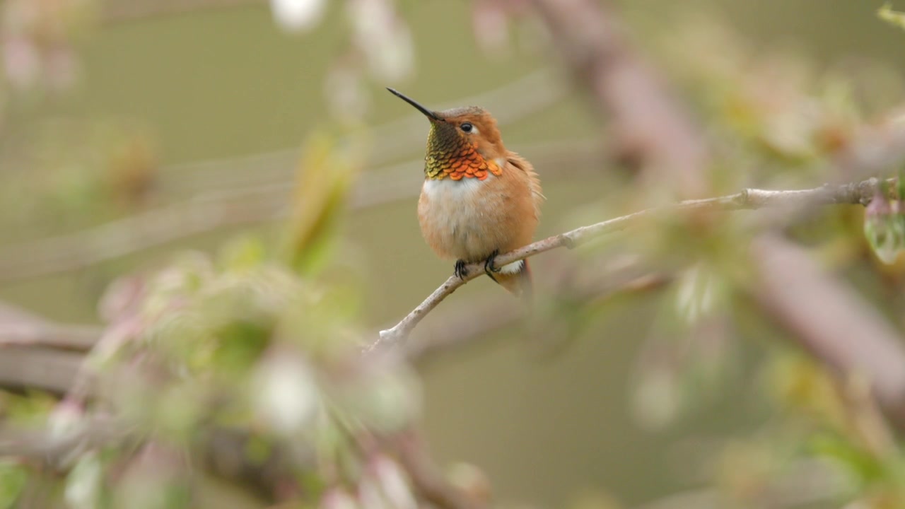 Colibrì maschio con colori arancioni vivaci sul collo posato su un albero