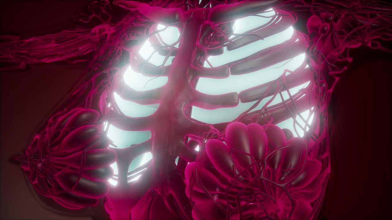 cuerpo humano con pulmones visibles