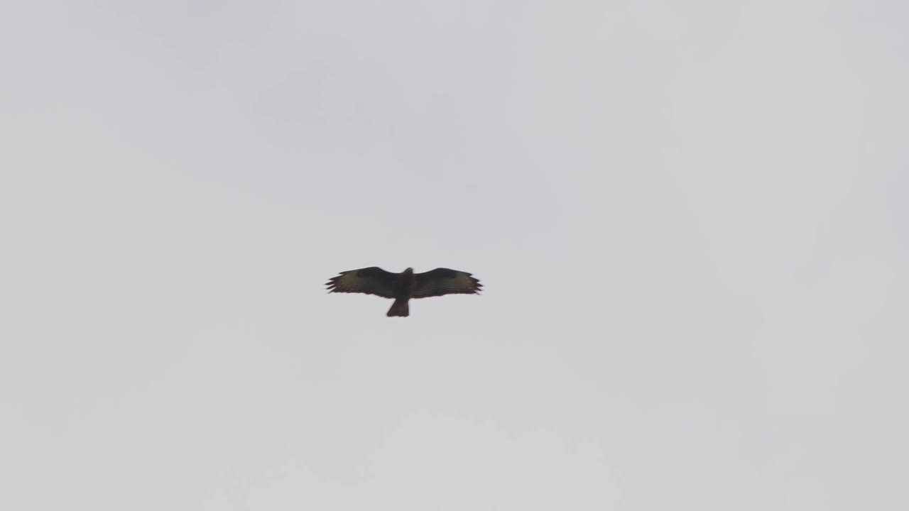águila solitaria volando en el cielo, balanceando las alas contra el viento - tiro de seguimiento