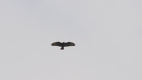 lonely eagle flying in the sky, balancing wings against the wind - tracking shot