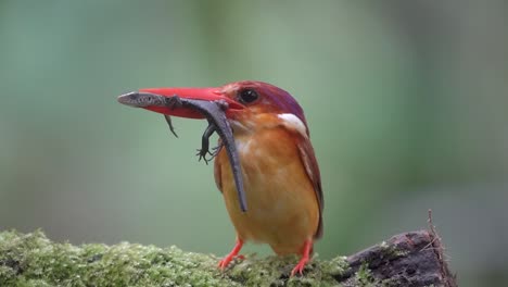 Der-Rotrücken-Eisvogel-Bringt-Die-Frische-Eidechse,-Die-Er-Gefangen-Hat