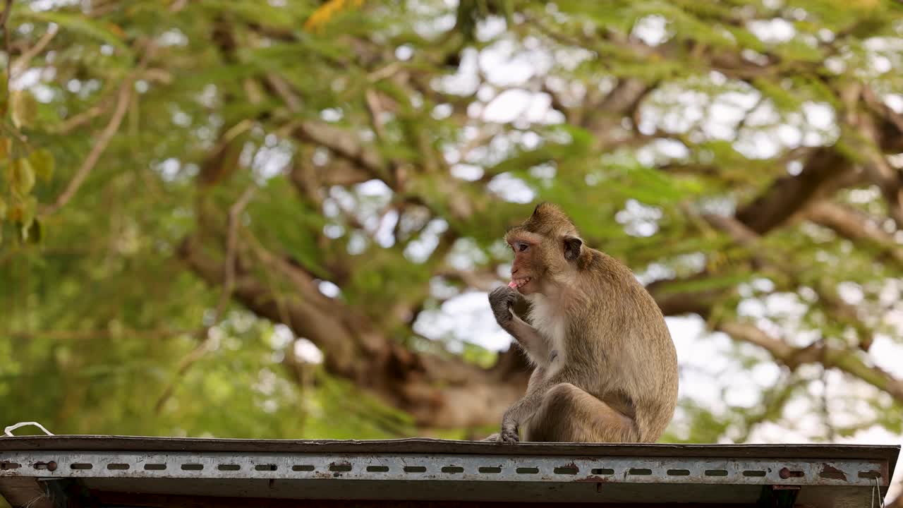 Macaque enjoys fruit on a rooftop perch