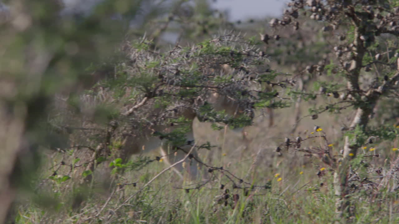 Lioness with Tracking Collar Walking Through African Savanna