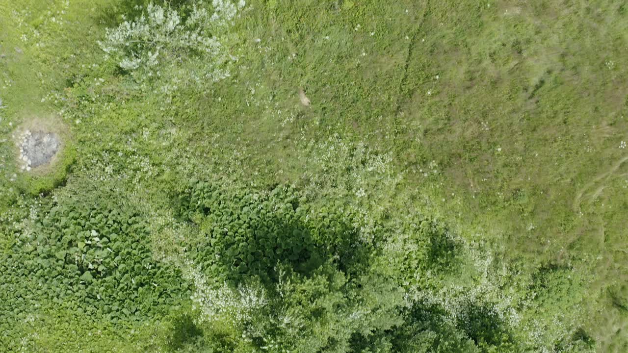 vistas del campo - verde exuberante de arriba hacia abajo drone aéreo