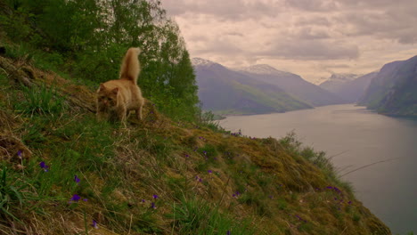 cat walking on the side of a mountain with a awesome view of the the lake in the valley on an overcast day