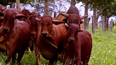 El-Ganado-Aberdeen-Angus-Es-Musculoso-Y-Compacto-Con-Un-Pelaje-Suave-Y-Elegante.