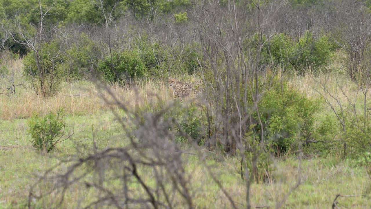 암 ⁇  치타 는 열린 들판 에서 먹이 를 사냥 한다. 밀집 한 아카시아, 조심스러운 크루거, 아시노닉스 주바투스 주바투스