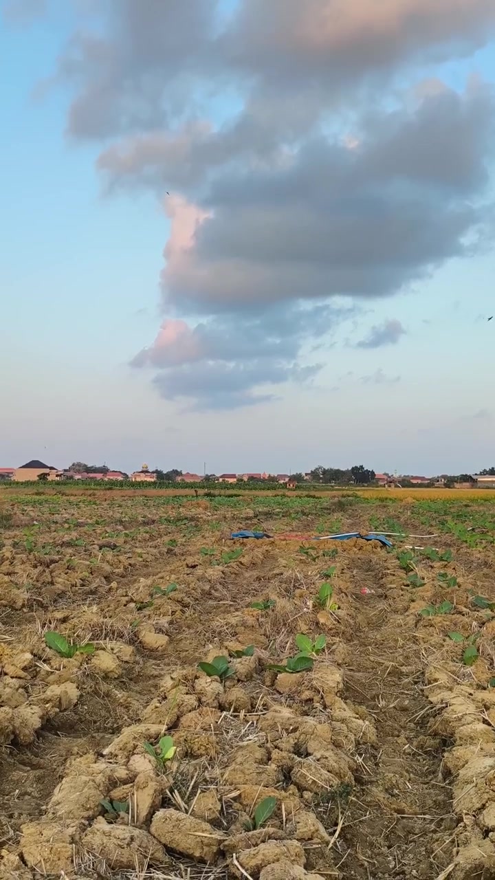 Hileras de cultivos jóvenes en un campo agrícola rural al atardecer