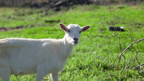 Porträt-Einer-Neugierigen-Ziege,-Die-Auf-Der-Grünen-Wiese,-Azoren,-In-Die-Kamera-Blickt