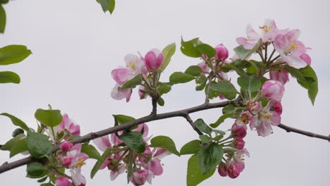 Blühender-Apfelbaum