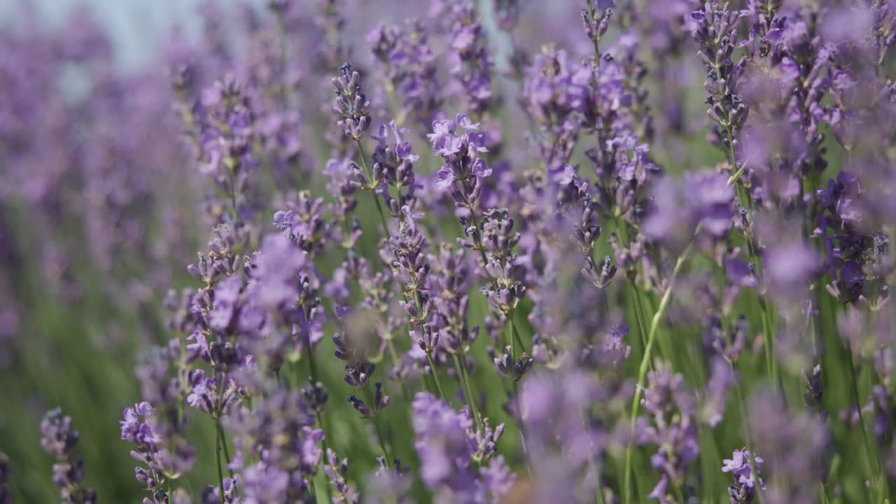 vista de cerca de la mariposa en un campo de lavanda en flor