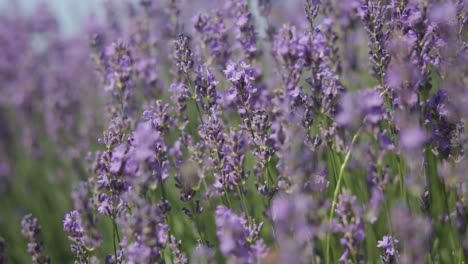 Close-up-view-of-butterfly-in-a-blooming-lavender-field