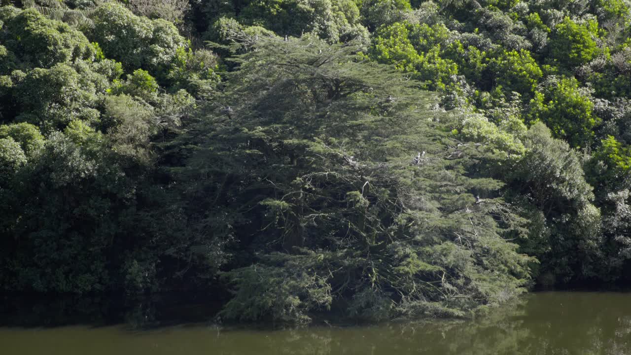 una colonia de cormoranes de varios colores que anidan en un árbol de macrocarpa sobre un lago