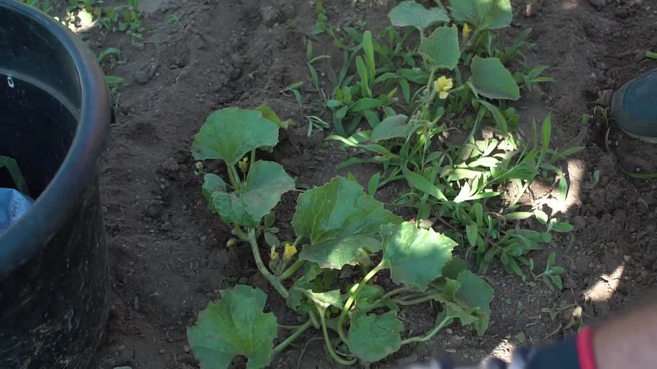 trabajando en el campo
