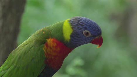 Close-up-of-rainbow-lorikeets-on-branch-with-several-birds-on-background