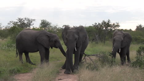 group of three elephants stand in dirt road tracks playing and ripping tree branch