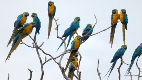 blue-and-yellow macaw endangered tropical parrot in a group