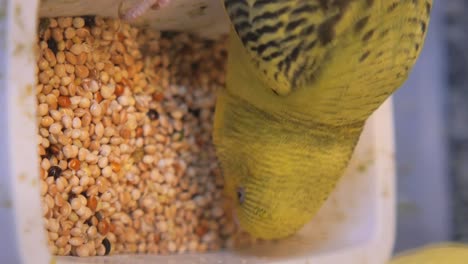 budgie eating seeds