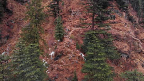 Aerial-Orbital-Left-to-Right-Shot-of-a-27-year-Old-Indian-Male-standing-in-the-Ridge-of-a-hill-inside-a-Valley-with-large-Pine-Trees-in-Manali,-Himachal-Pradesh-shot-with-a-drone-in-4k