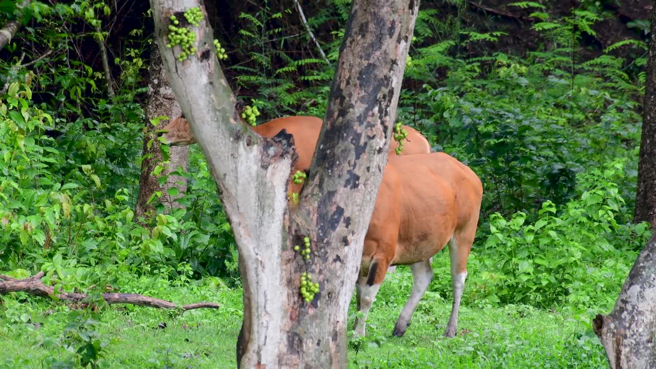 banteng 또는 tembadau는 동남아시아에서 발견되고 일부 국가에서는 멸종된 야생 소입니다.