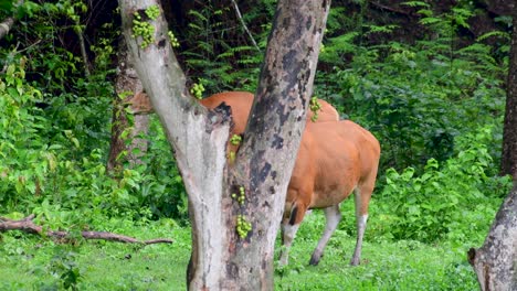 el banteng o tembadau, es un ganado salvaje que se encuentra en el sudeste asiático y se extinguió en algunos países