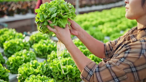 hydroponic lettuce cultivation in modern greenhouse