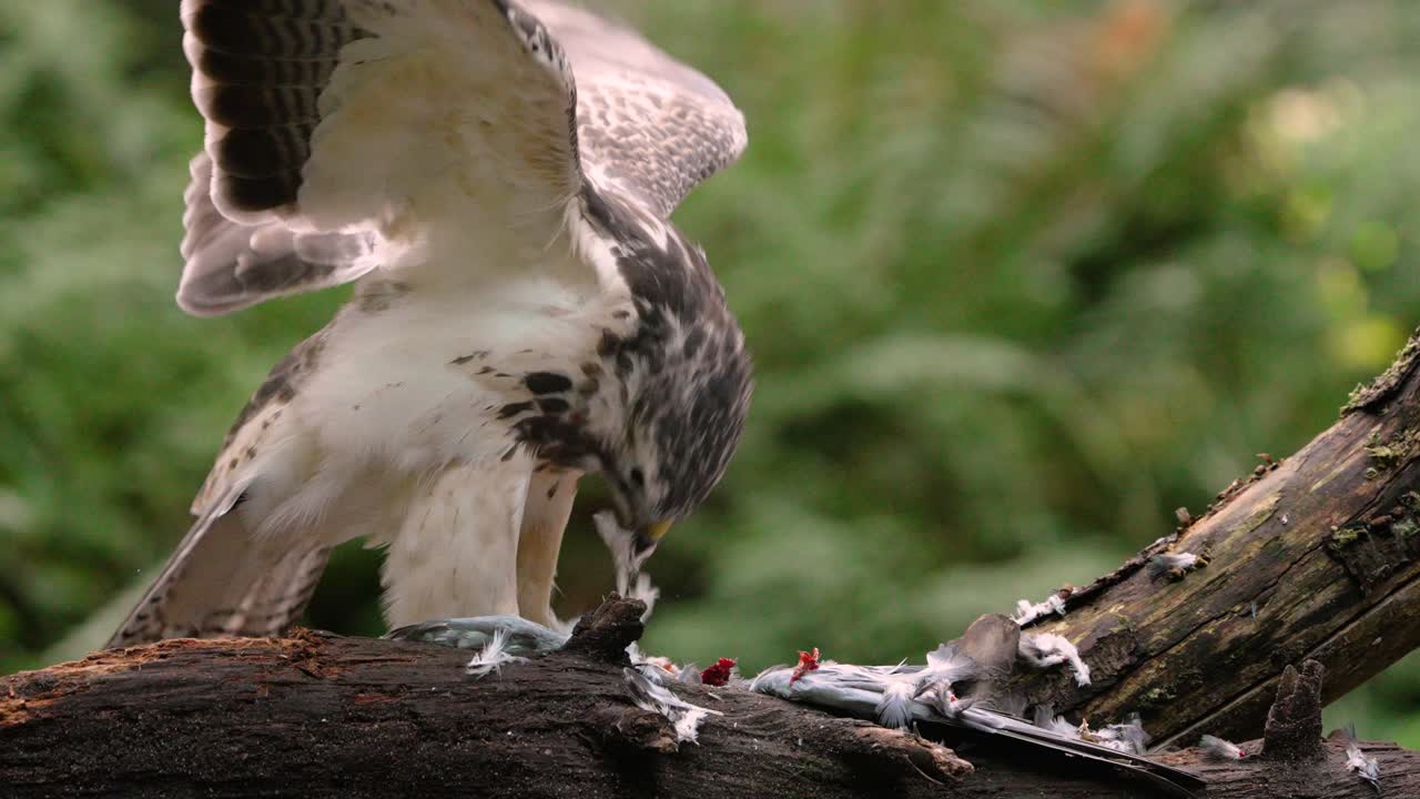 일반적인 독수리가 먹이를 먹고, 나무에 깃털이 달린 동물을 물고, 슬로우 모션을 닫습니다.
