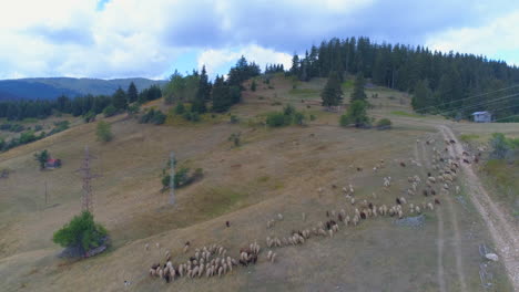 a flock of sheep has gone to grazing