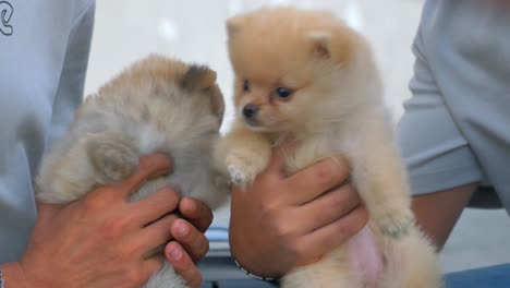 two adorable pomeranian puppies